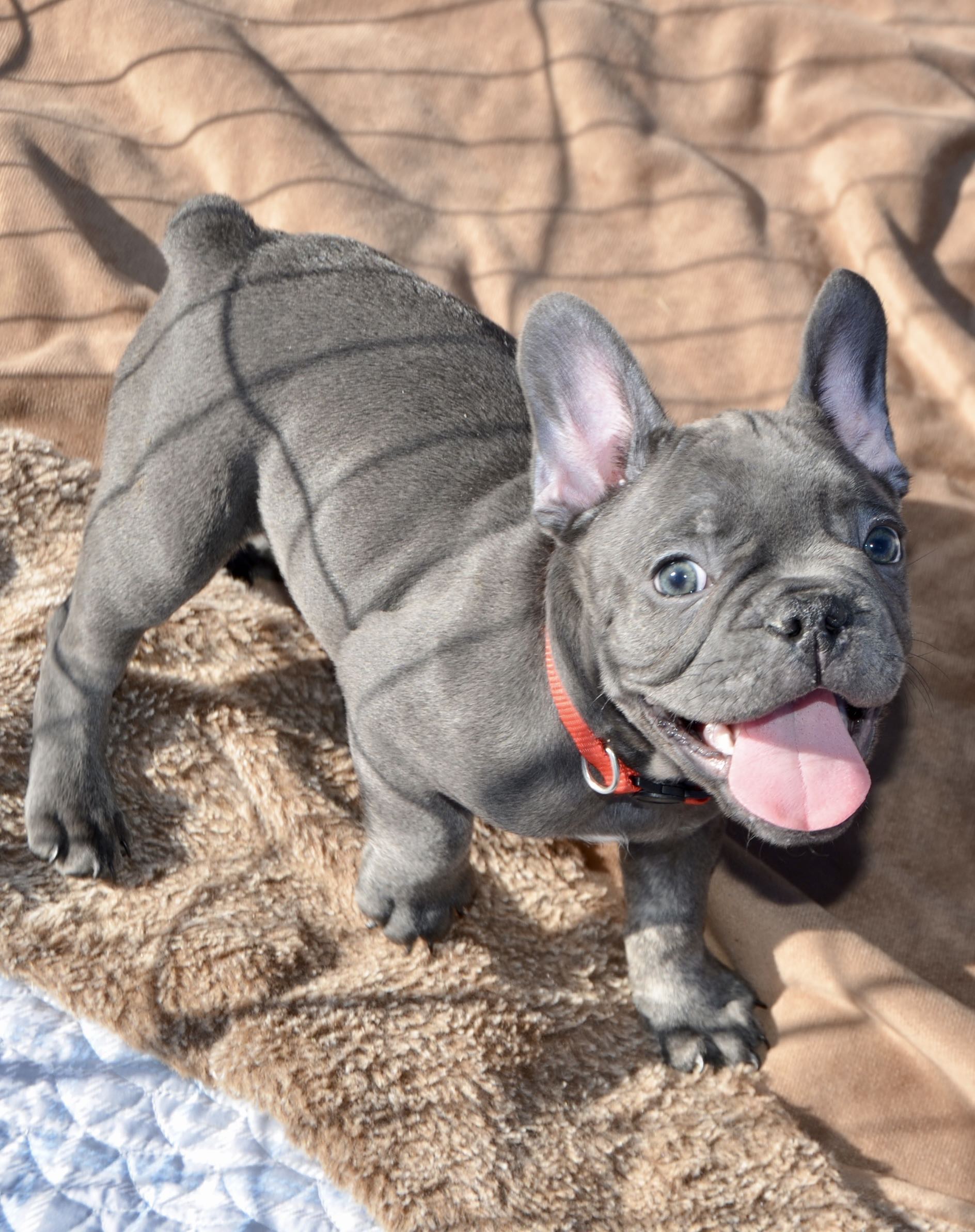 blue french bulldogpuppy